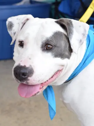 Lilyroo
