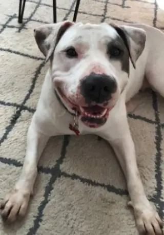 Lilyroo