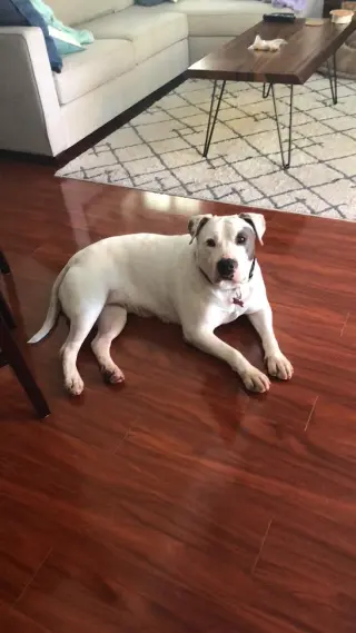 Lilyroo