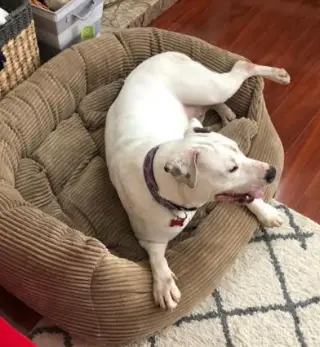 Lilyroo