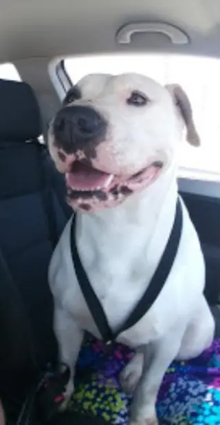 Lilyroo