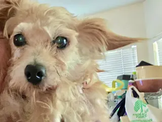 Muffin
