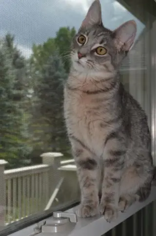 Chase