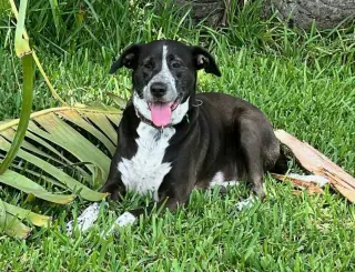 Lily Bahama Mama