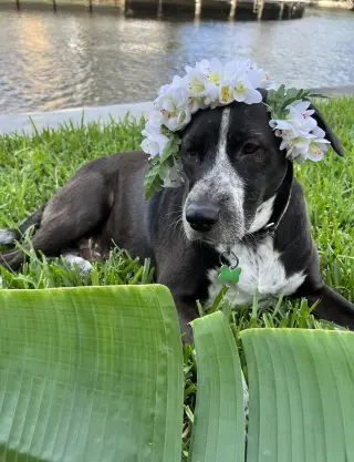 Lily Bahama Mama