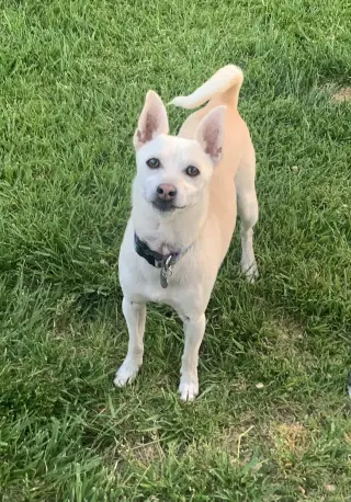 Toby