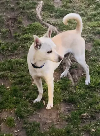 Toby