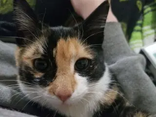 Skitzer (shy girl)