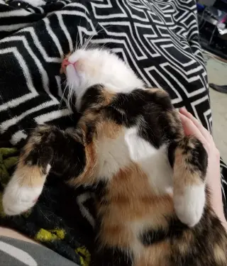Skitzer (shy girl)