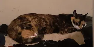 Skitzer (shy girl)