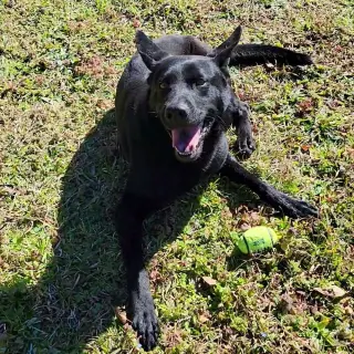 Ranger