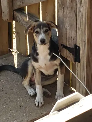 Juliet