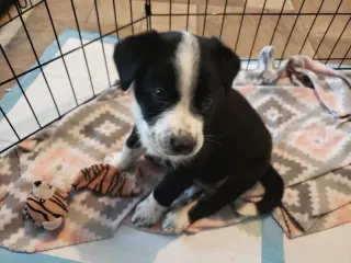 Sammy