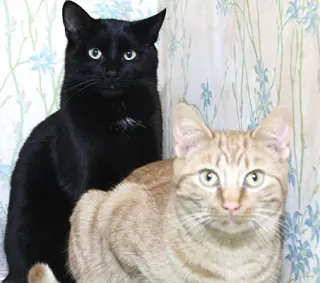 Buster Bonded with Ray Ray