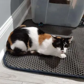 Shrimp