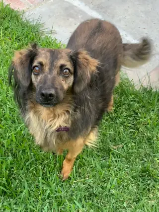 Bambi