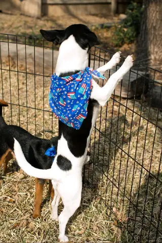 Micah