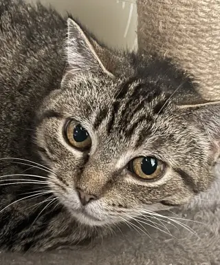 Missy - Sponsored by Jacquelina L.