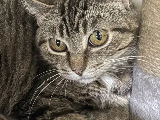 Missy - Sponsored by Jacquelina L.