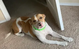 Mabel