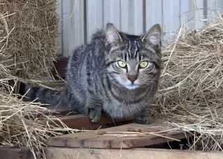 Barn Cat/Mouser