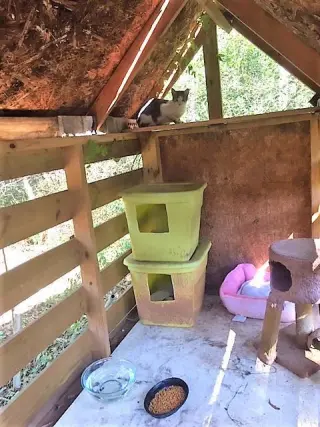 Barn Cat/Mouser