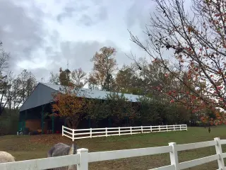Barn Cat/Mouser