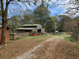 Barn Cat/Mouser