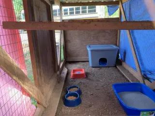 Barn Cat/Mouser
