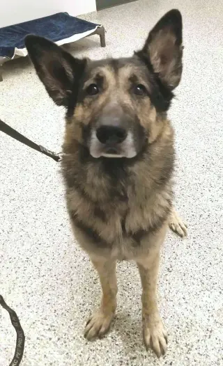 Bear