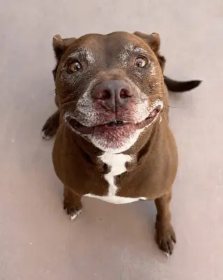 Lucy Ann - Adopt Me!