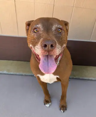 Lucy Ann - Adopt Me!