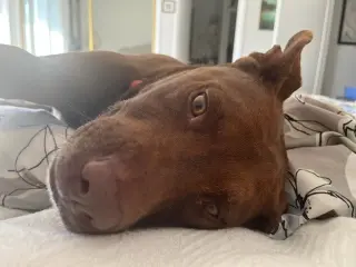 Lucy Ann - Adopt Me!