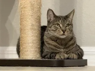 Hamilton