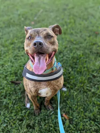 Bruno *foster needed*