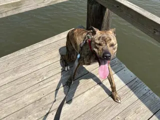 Bruno *foster needed*