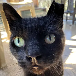 Yakko