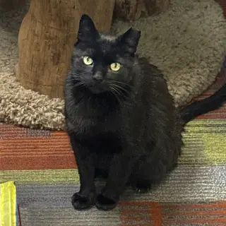 Yakko