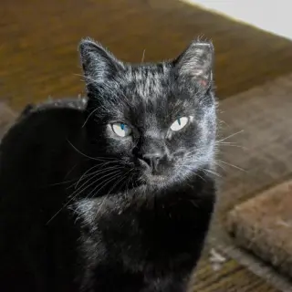 Yakko