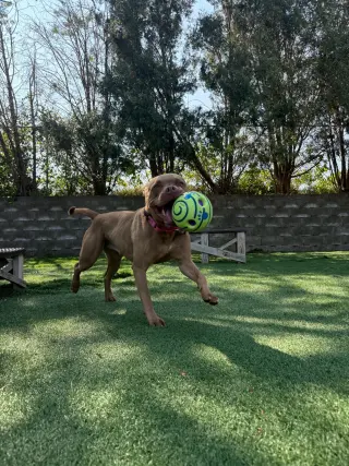 BB