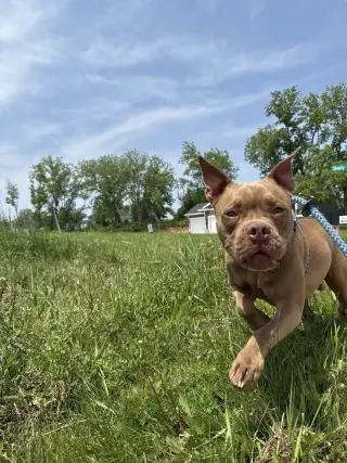 BB