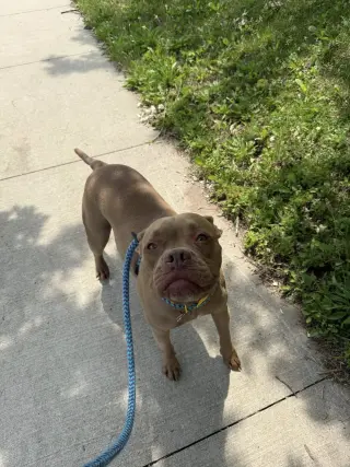 BB