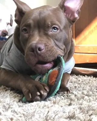 BB