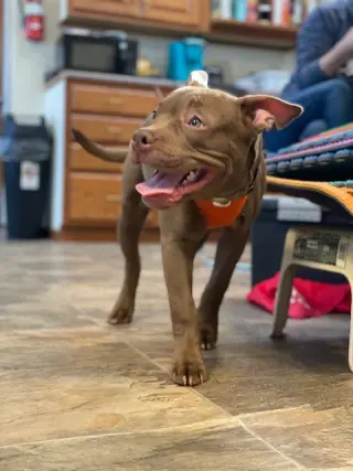 BB