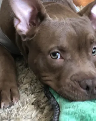 BB