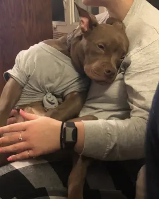 BB