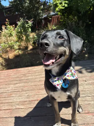 Zorro
