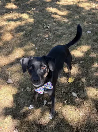 Zorro