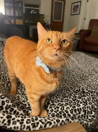 Zak