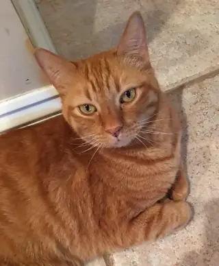 Zak